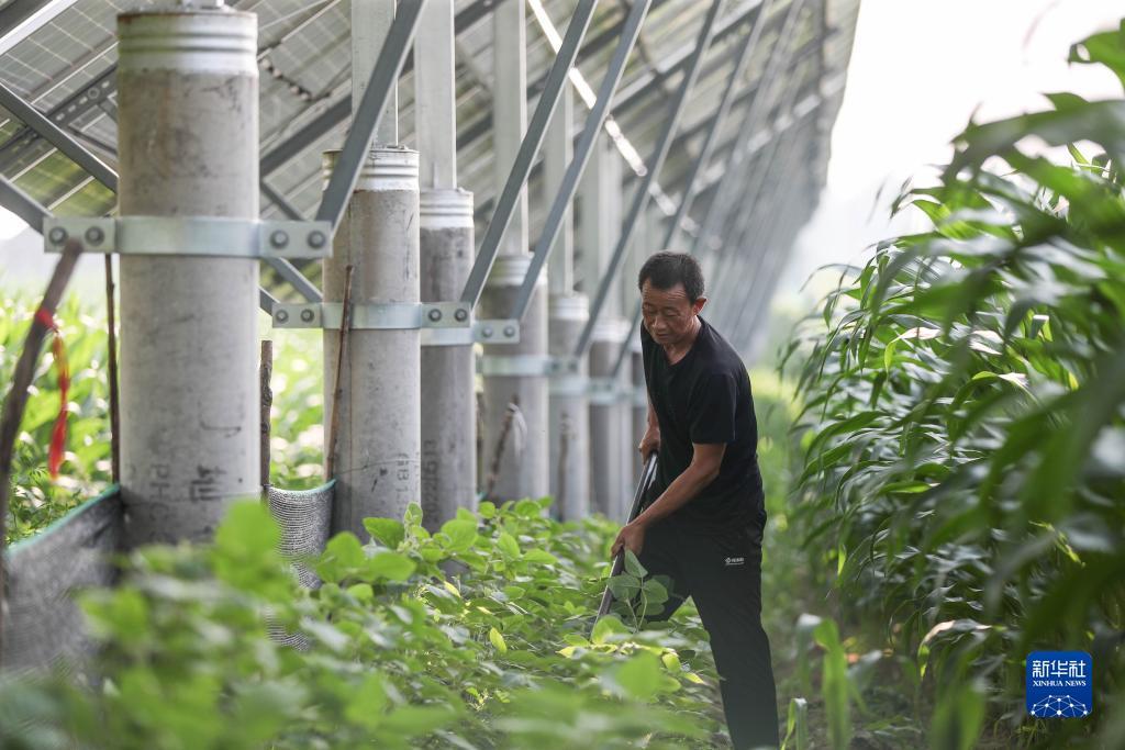 摇钱树摇钱树论坛香港